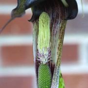 Image of Arisaema taiwanense  Murata.