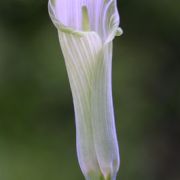 Image of Arisaema tashiroi  Kitam..