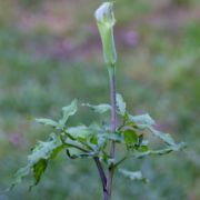 Image of Arisaema tashiroi  Kitam..