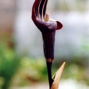 Image of Arisaema ternatipartitum  Makino.