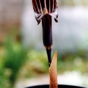 Image of Arisaema ternatipartitum  Makino.