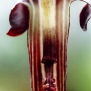 Image of Arisaema ternatipartitum  Makino.