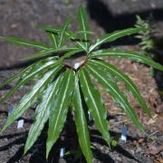 Image of Arisaema thunbergii ssp. thunbergii Blume.