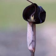 Image of Arisaema thunbergii ssp. thunbergii Blume.