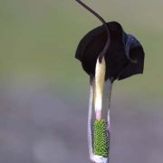 Image of Arisaema thunbergii ssp. thunbergii Blume.