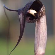 Image of Arisaema thunbergii ssp. thunbergii Blume.