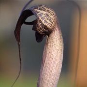 Image of Arisaema thunbergii ssp. thunbergii Blume.