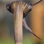 Image of Arisaema thunbergii ssp. thunbergii Blume.