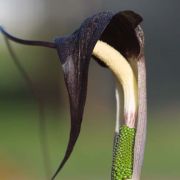 Image of Arisaema thunbergii ssp. thunbergii Blume.