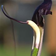 Image of Arisaema thunbergii ssp. thunbergii Blume.