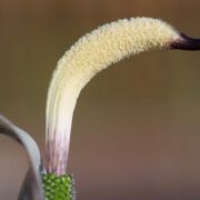 Image of Arisaema thunbergii ssp. thunbergii Blume.