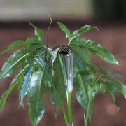 Image of Arisaema thunbergii ssp. autumnale J.C. Wang, J. Murata & Ohashi.