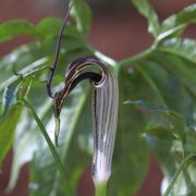 Image of Arisaema thunbergii ssp. autumnale J.C. Wang, J. Murata & Ohashi.