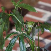 Image of Arisaema thunbergii ssp. autumnale J.C. Wang, J. Murata & Ohashi.