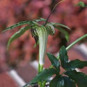 Image of Arisaema thunbergii ssp. autumnale J.C. Wang, J. Murata & Ohashi.