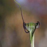 Image of Arisaema thunbergii ssp. autumnale J.C. Wang, J. Murata & Ohashi.