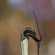 Image of Arisaema thunbergii ssp. autumnale J.C. Wang, J. Murata & Ohashi.