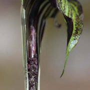 Image of Arisaema thunbergii ssp. autumnale J.C. Wang, J. Murata & Ohashi.