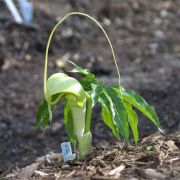 Image of Arisaema thunbergii  Blume.