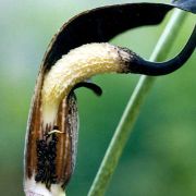 Image of Arisaema thunbergii  Blume.