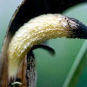 Image of Arisaema thunbergii  Blume.