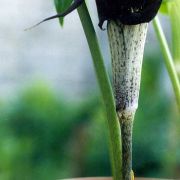 Image of Arisaema thunbergii ssp urahima Blume.