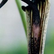 Image of Arisaema thunbergii ssp urahima Blume.