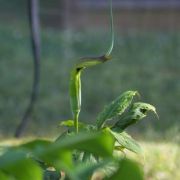 Image of Arisaema tortuosum  (Wall.) Schott.