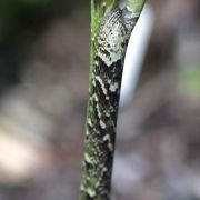 Image of Arisaema tortuosum  (Wall.) Schott.