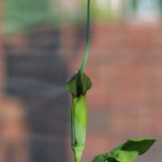 Image of Arisaema tortuosum  (Wall.) Schott.