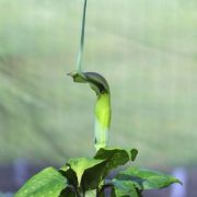 Image of Arisaema tortuosum  (Wall.) Schott.