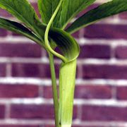 Image of Arisaema tortuosum var neglectum (Wall.) Schott.