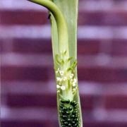 Image of Arisaema tortuosum var neglectum (Wall.) Schott.