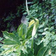 Image of Arisaema tortuosum  (Wall.) Schott.