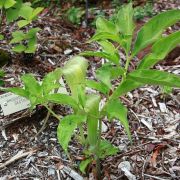 Image of Arisaema tosaense  Makino.