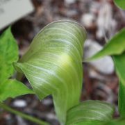 Image of Arisaema tosaense  Makino.