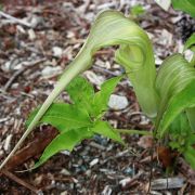 Image of Arisaema tosaense  Makino.