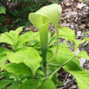 Image of Arisaema tosaense  Makino.