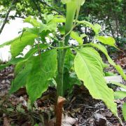 Image of Arisaema tosaense  Makino.