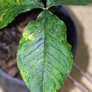 Image of Arisaema triphyllum  (L.)Schott.