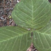 Image of Arisaema triphyllum  (L.)Schott.