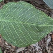 Image of Arisaema triphyllum  (L.)Schott.