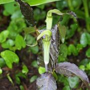 Image of Arisaema triphyllum  (L.)Schott.