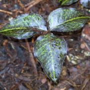 Image of Arisaema triphyllum  (L.)Schott.