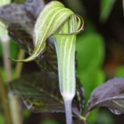 Image of Arisaema triphyllum  (L.)Schott.