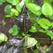 Image of Arisaema triphyllum  (L.)Schott.