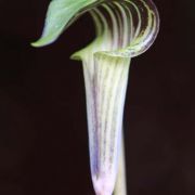 Image of Arisaema triphyllum  (L.)Schott.