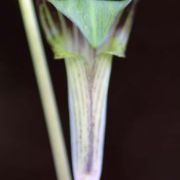 Image of Arisaema triphyllum  (L.)Schott.