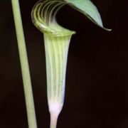 Image of Arisaema triphyllum  (L.)Schott.