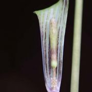 Image of Arisaema triphyllum  (L.)Schott.